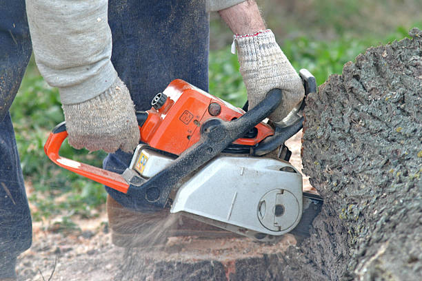 Best Tree Trimming and Pruning  in Point Mackenzie, AK