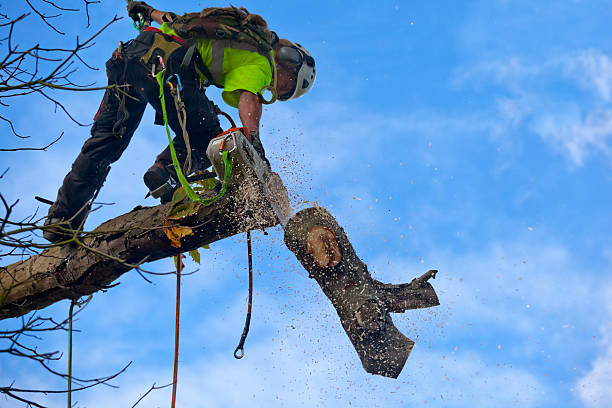 Best Tree Risk Assessment  in Point Mackenzie, AK